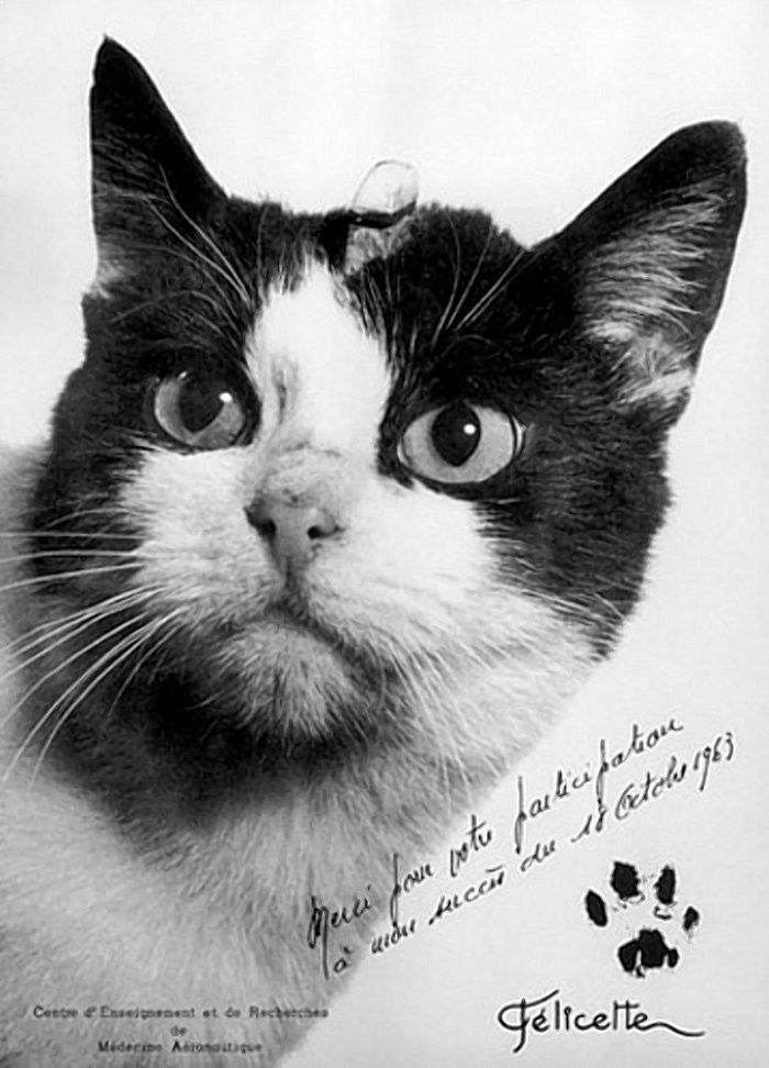 פוסטר חתום של החתולה פליסט | קרדיט: סוכנות החלל הצרפתית, CNES