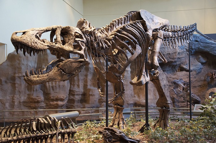 שלדו של טירנוזאורוס רקס, קורבן פוטנציאלי, מיני רבים, למעלליהם של נוגה וצדק | צילום: ScottRobertAnselmo