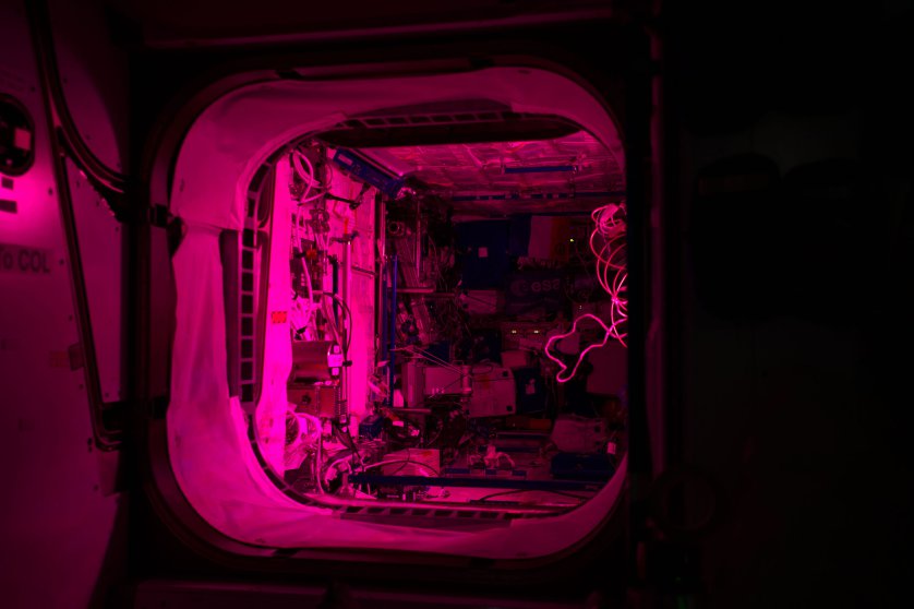 תאורה ורודה לצורך ניסוי בגידול צמחים בתחנת החלל הבינלאומית | NASA