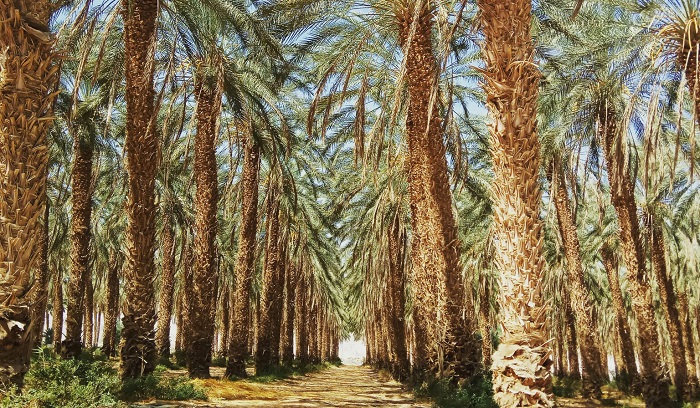 מקום עשירי: טלי בריל- קיבוץ אליפז בערבה