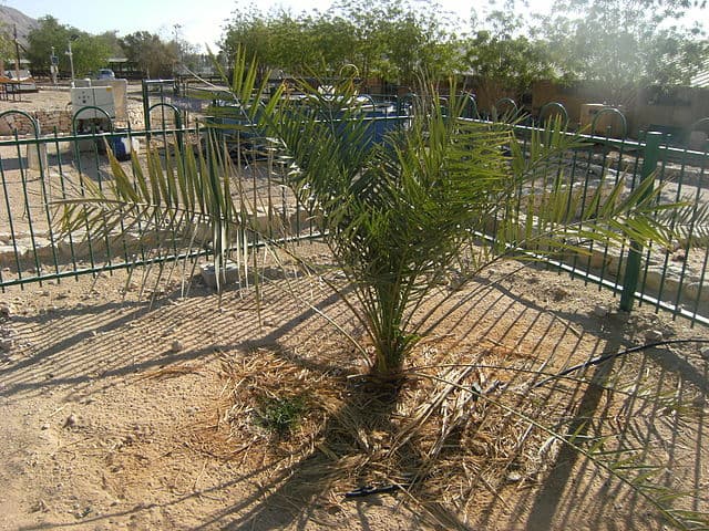 עץ תמר מדבר יהודה המכונה "עץ מתושלח" בקיבוץ קטורה. צילום: Benjitheijneb