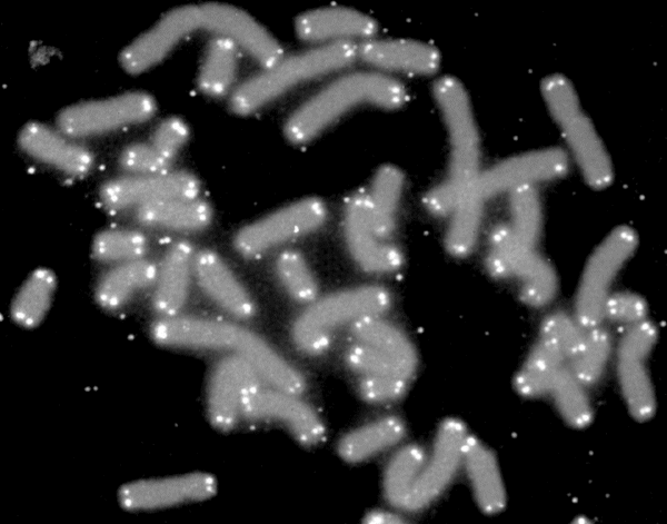 טלומרים אנושיים (צבועים בלבן) על כרומוזומים. הטלומרים נשחקים מדי שכפול. קרדיט: U.S. Department of Energy Human Genome Program