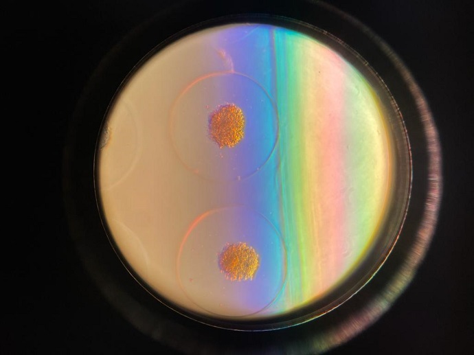 מבנים כדוריים של תאים (ספרואידים) שישוגרו לחלל על גבי המעבדה הזעירה של ספייספארמה. קרדיט: פרופ' שרה אייל.