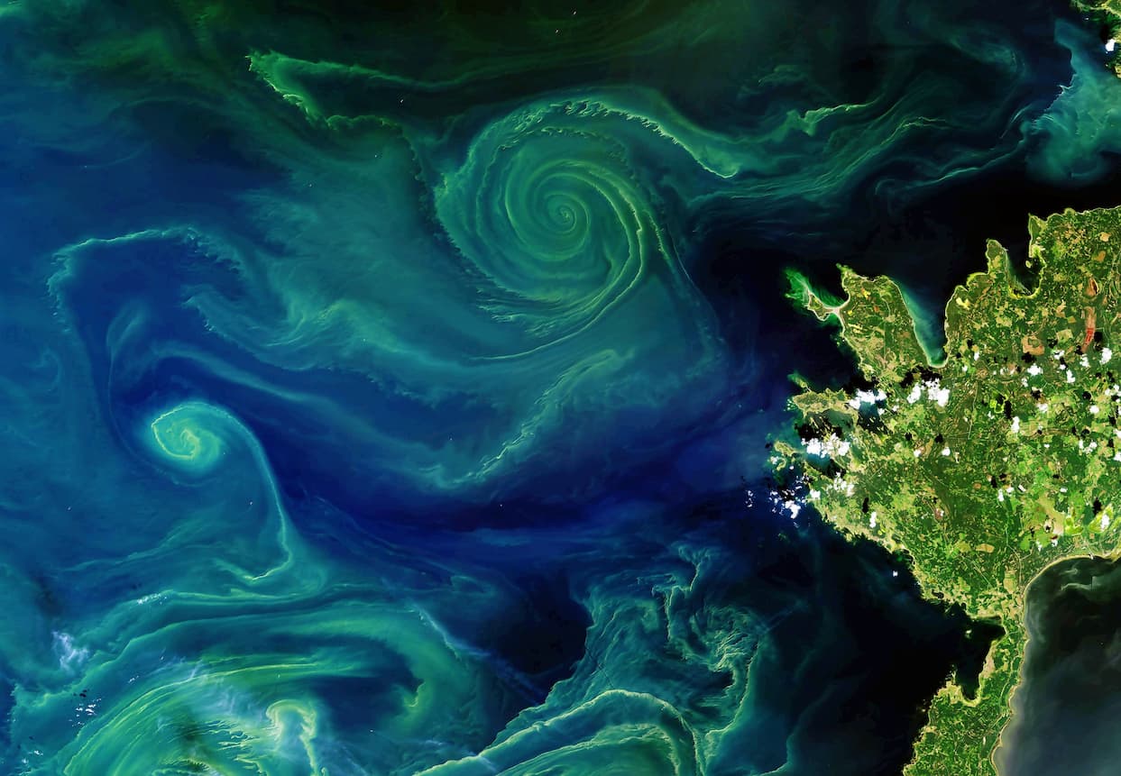 פיטופלנקטון כפי שצולם מהחלל במפרץ פינלנד. קרדיט: NASA via Stuart Rankin/flickr